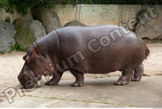 Hippo 0074